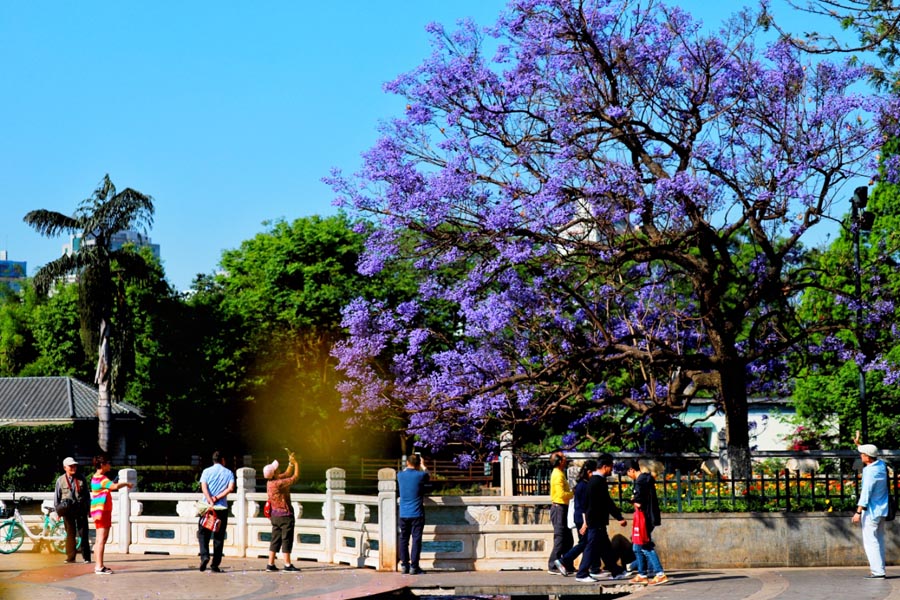 Breathtaking purple jacaranda in SW China