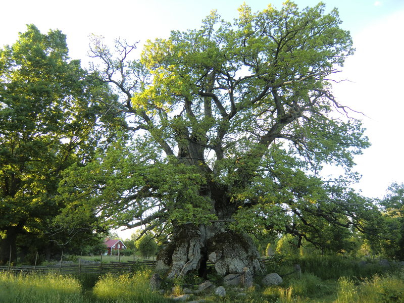 The End Is Near for One of Sweden’s Oldest Trees