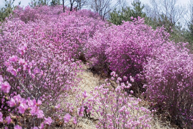 Rhododendrons draw visitors to Yanbian