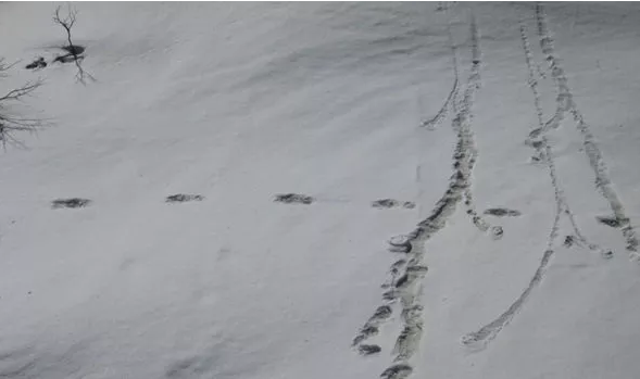 Yeti ‘footprints’ DISCOVERED by India military in Himalayas - pictures