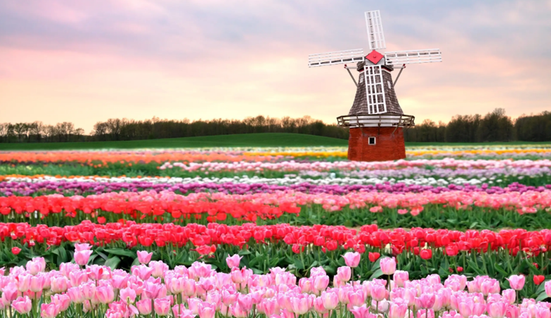 Netherlands | Amsterdam | Tulips