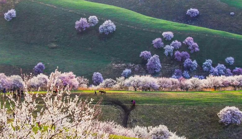 Xinjiang | Kazak Autonomous Prefecture of Ili | Apricot Blossom