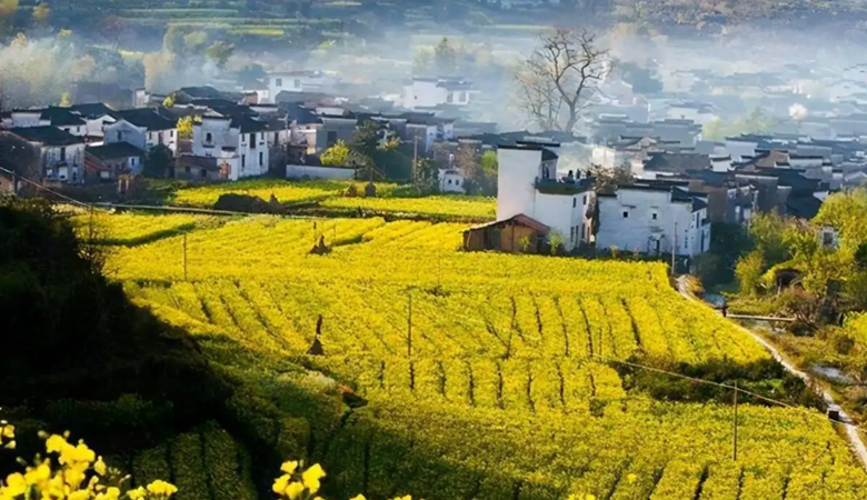 Jiangxi | Wuyuan County | Rapeseed Flowers