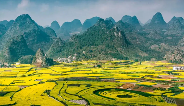 Guizhou | Wanfeng Forest Scenic Area | Rapeseed Flowers