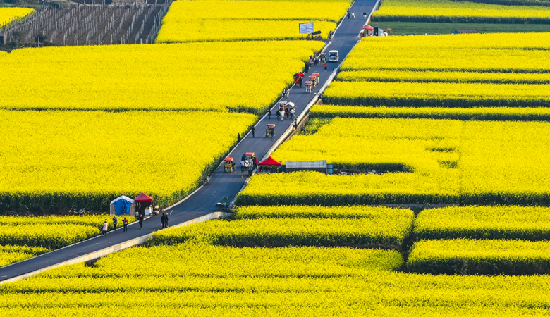 Yunnan | Luoping | Rapeseed Flowers