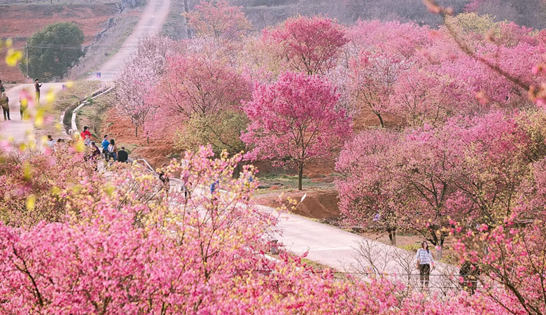 Guangdong | Shaoguan | Cherry Blossoms