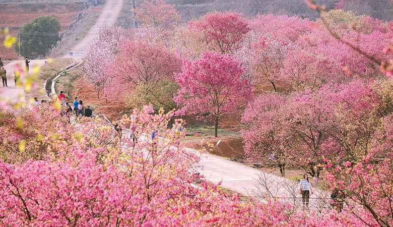 广东 | 韶关 | 樱花