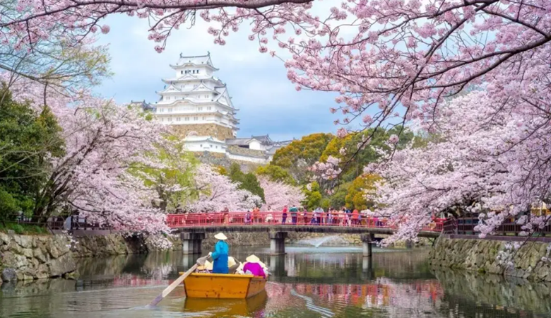 Japan | Tokyo | Cherry Blossoms