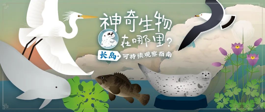 世界海洋日，最世界旅行携手绿色和平共创长岛可持续观察指南