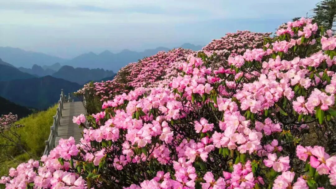 33b75e1e78d64a2abebea5efc397a446.jpg 图片