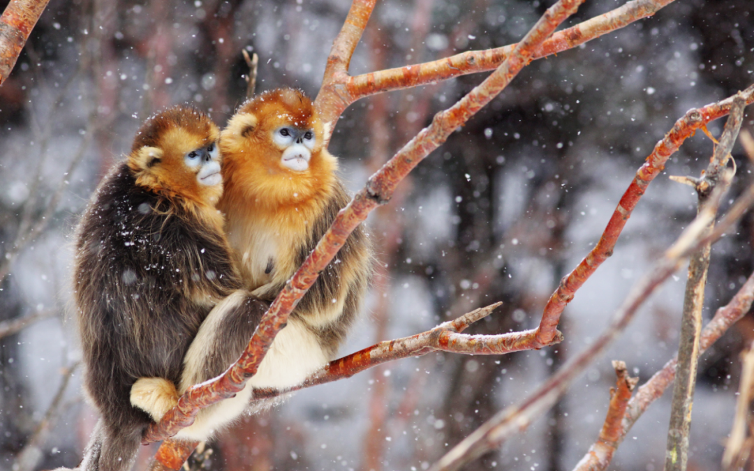 a20a26ff84ff482ca3339e2890c1fc73.png 图片