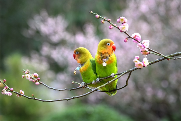 Blossoms all over China invite you into spring