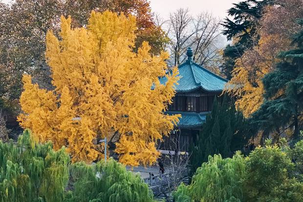 Eye-catching ginkgo leaves light up Xuanwu Lake Park