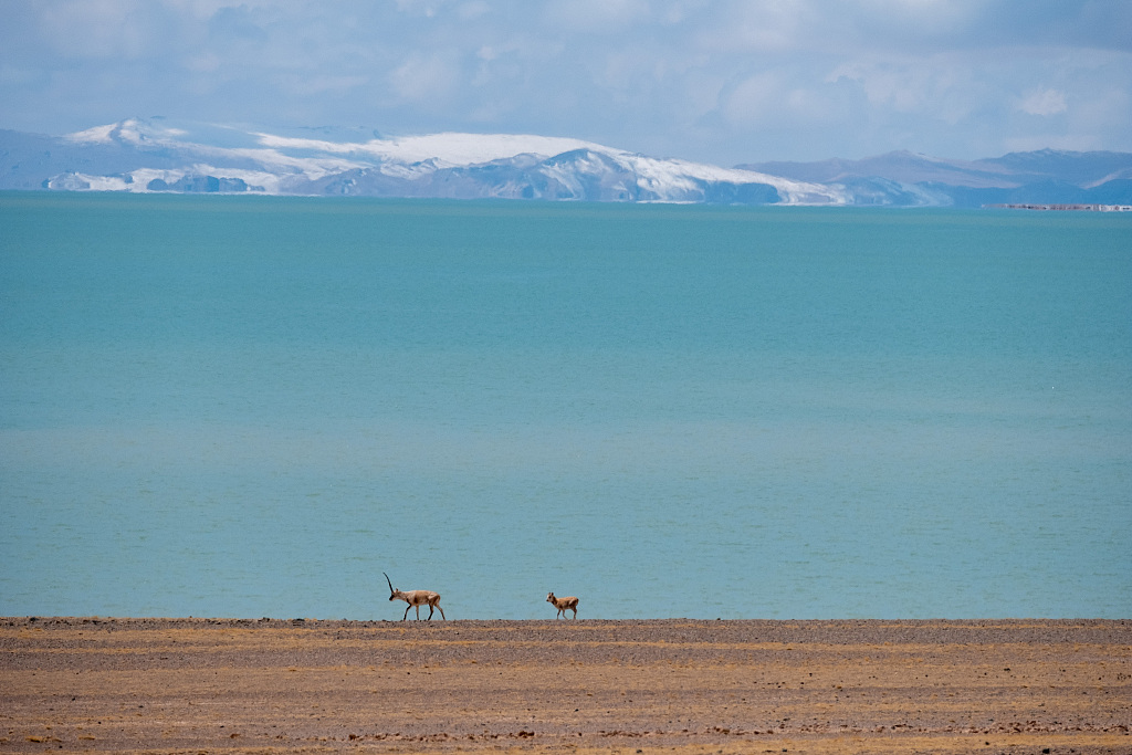 Qiangtang Grassland thrives with vitality