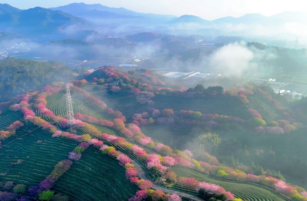 Cherry blossoms bloom in southeast China