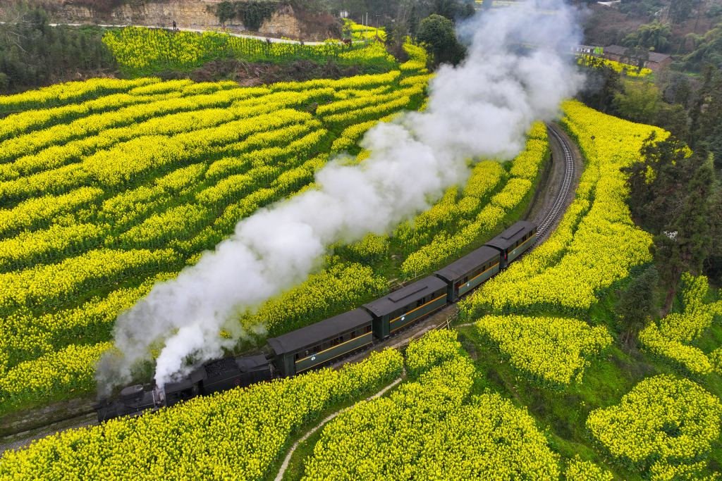 Rapeseed flowers bloom along steam railway in Leshan