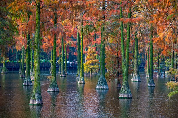 Winter wetlands ablaze with colorful trees