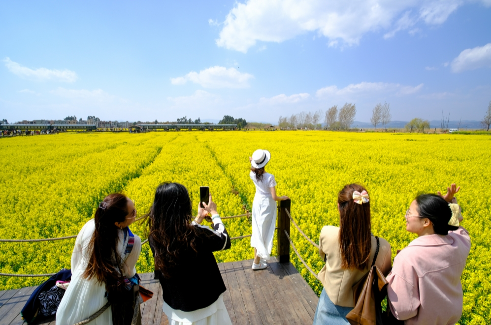 Blooming rapeseed blossoms herald spring in Kunming