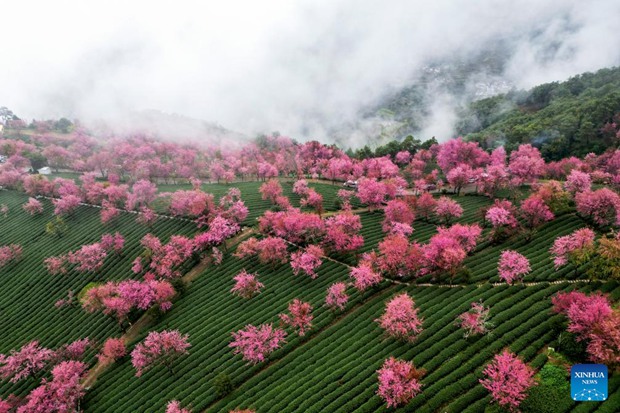 Winter cherry blossoms in Kunming, SW China
