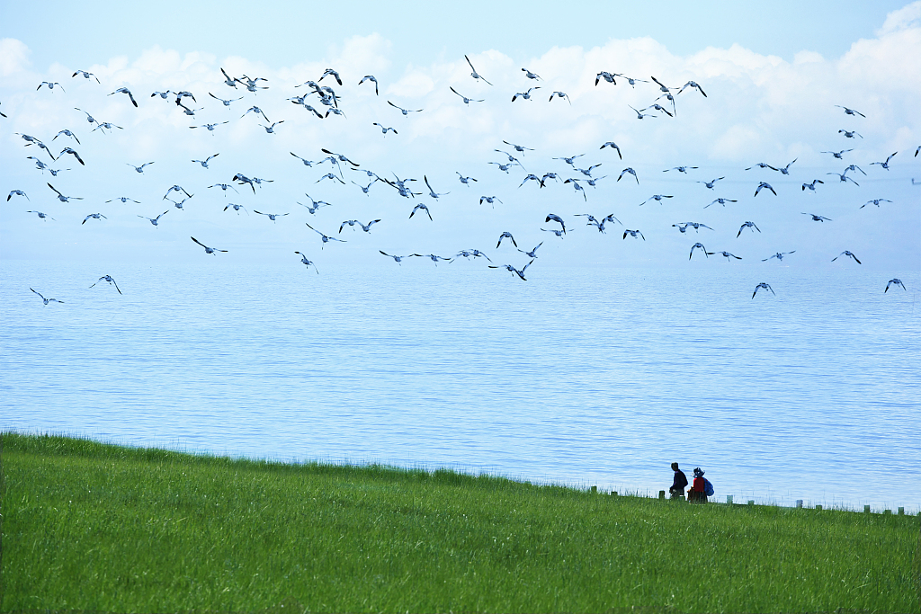 Qinghai Lake: China