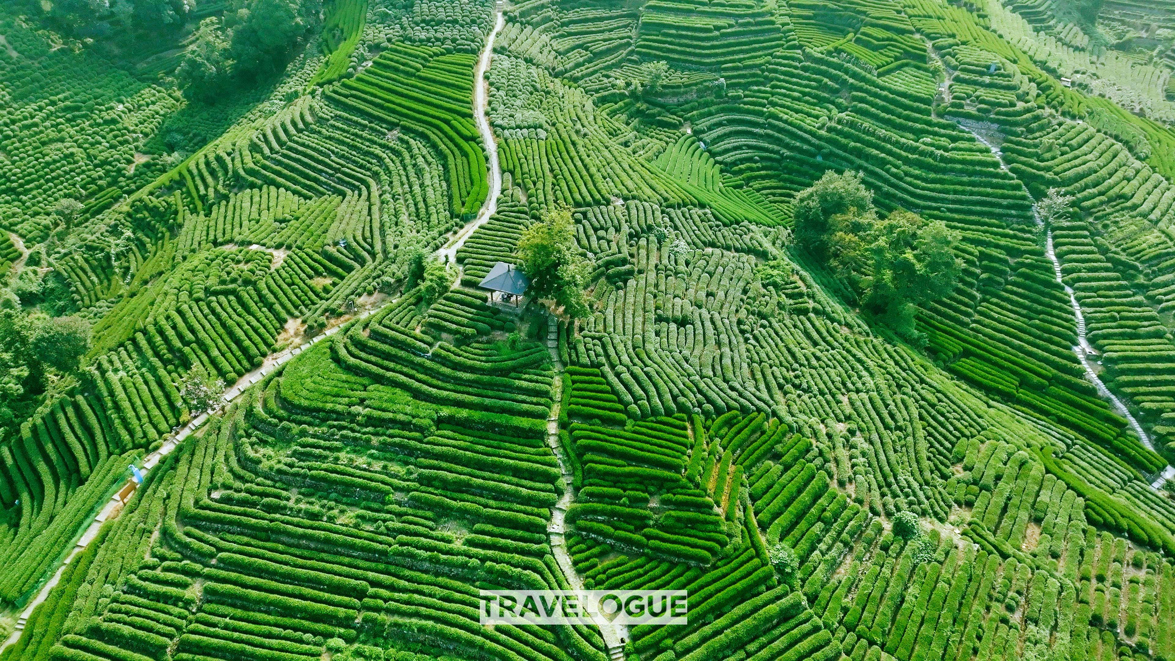 Longjing tea plantations in Hangzhou