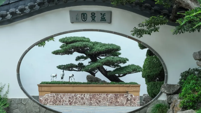 倒计时一周！全国科普月暨世界盆景友好联盟助力中国盆景技艺申遗系列活动即将启幕