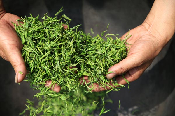 Chinese fondness for tea travels to Laos