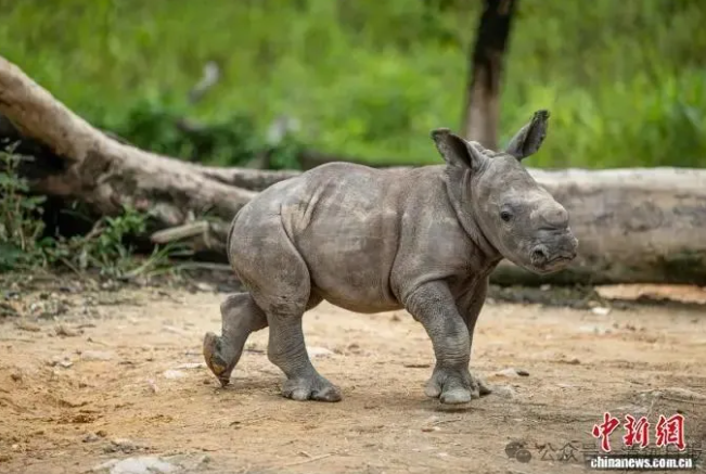 两头“巨无霸”宝宝满月了！清远长隆白犀牛家族添新丁