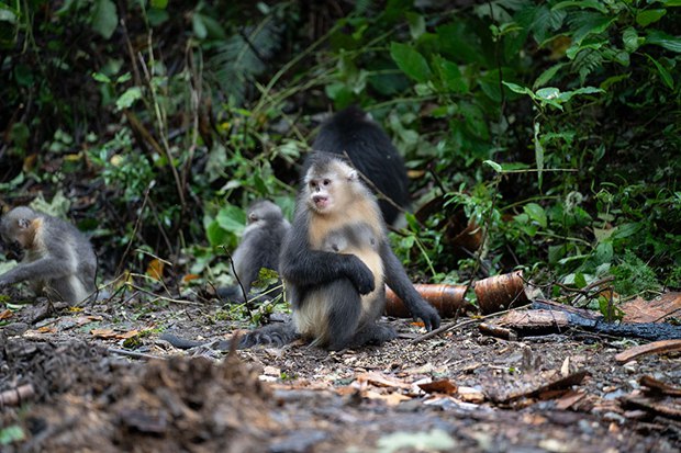 Yunnan snub-nosed monkeys thrive in high mountains