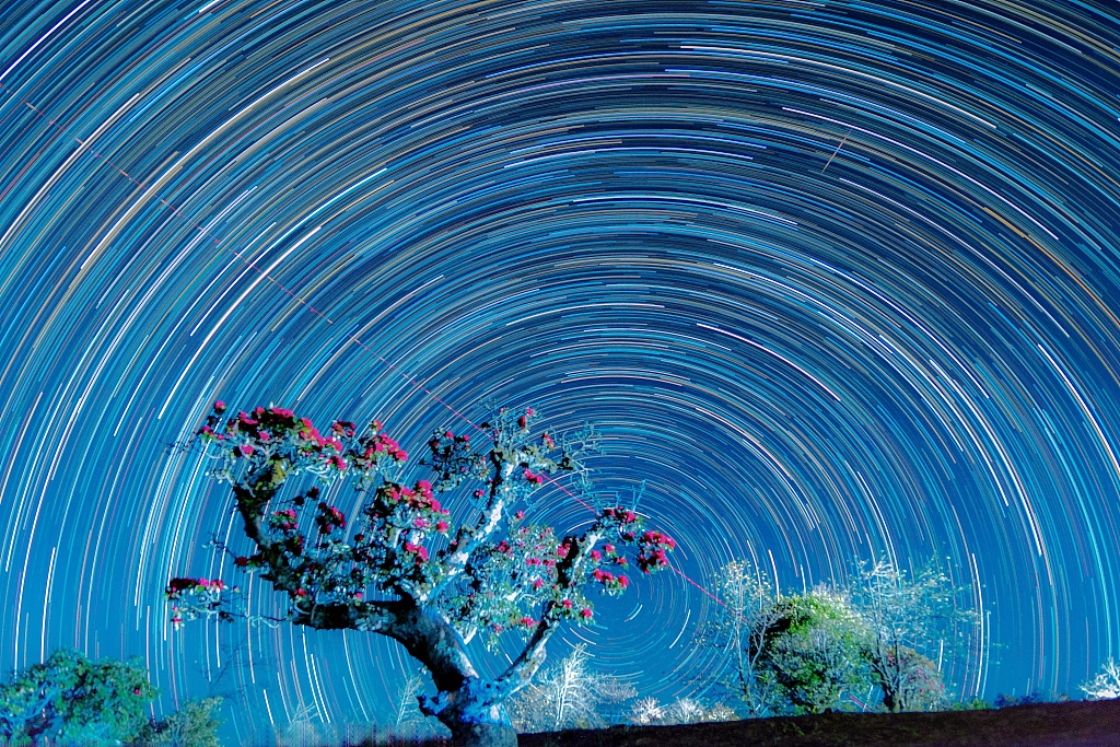 Romantic encounter with azalea blossom and star trails