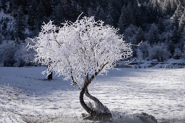 Frosty fairy-tale scene unveiled in Yunnan