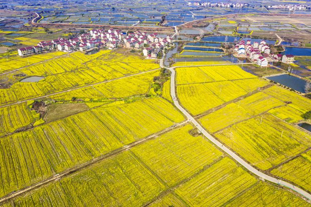 Cole flowers brighten springtime in South China