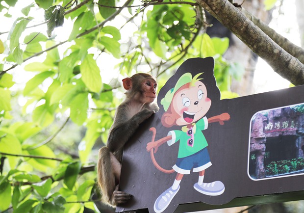 Nanwan Monkey Island – a paradise for macaques