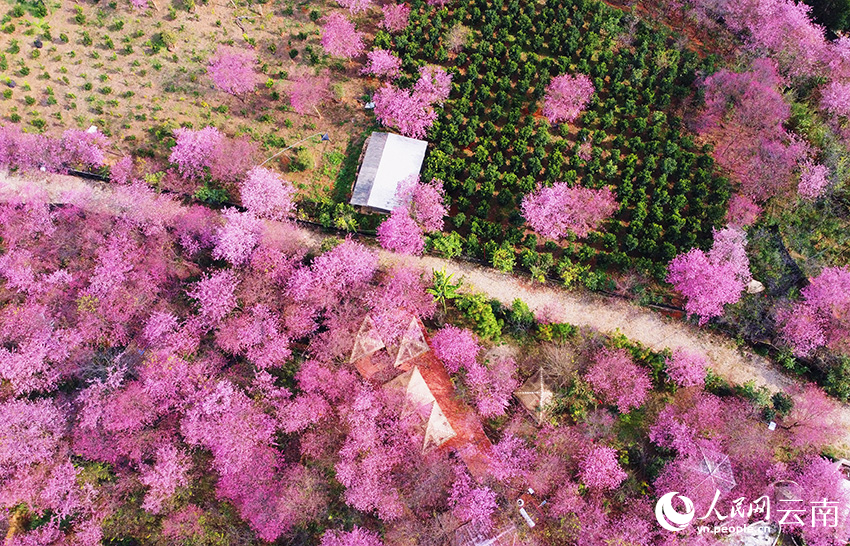 Cherry flowers in full bloom in SW China