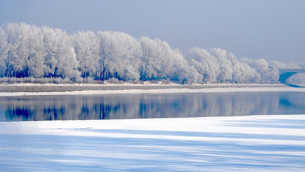 Rime-covered trees, nature