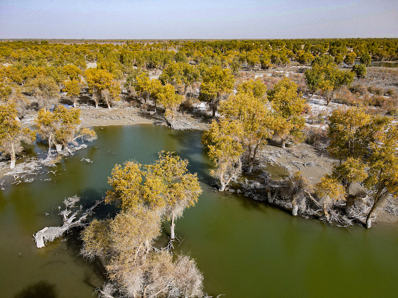 Cultural festival opens in Xinjiang