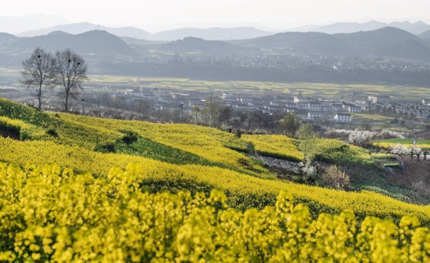 Best destinations to view flowers in southern Shaanxi