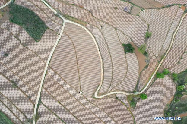 Terraced fields in Taiping Village, China