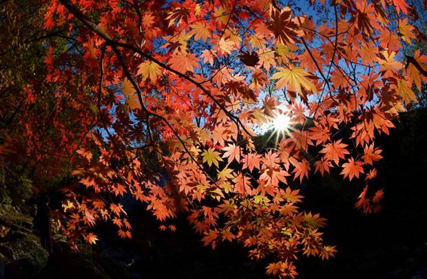 Where to see red leaves of autumn