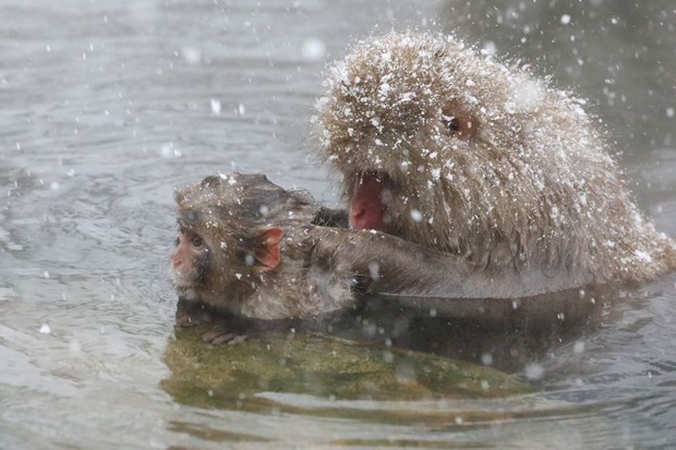 Snow monkeys enjoy hot spring in Japan