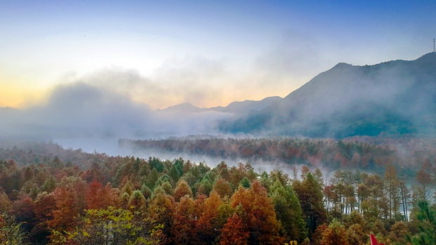 Bald cypress forest shrouded in morning mist in east China