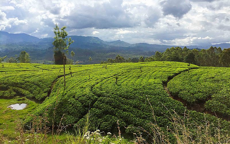 Beautiful tea trip in Sri Lanka
