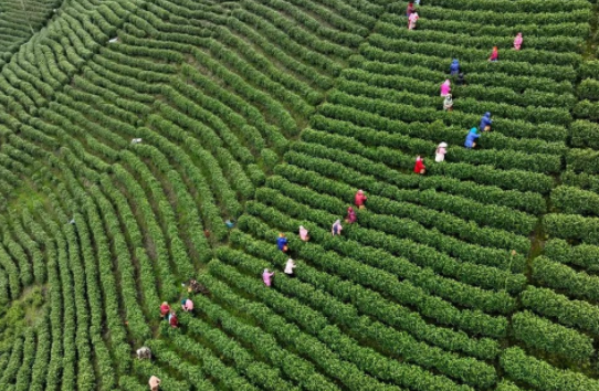 茶醉湖州