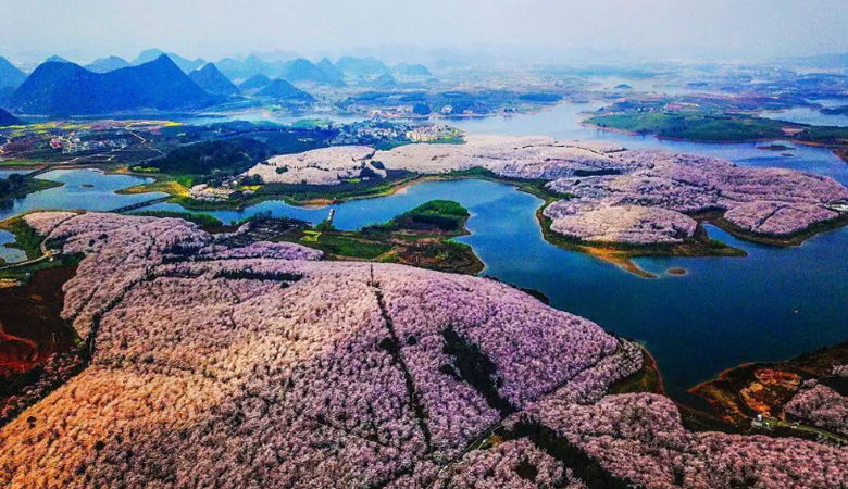 贵州 | 贵安新区 | 樱花