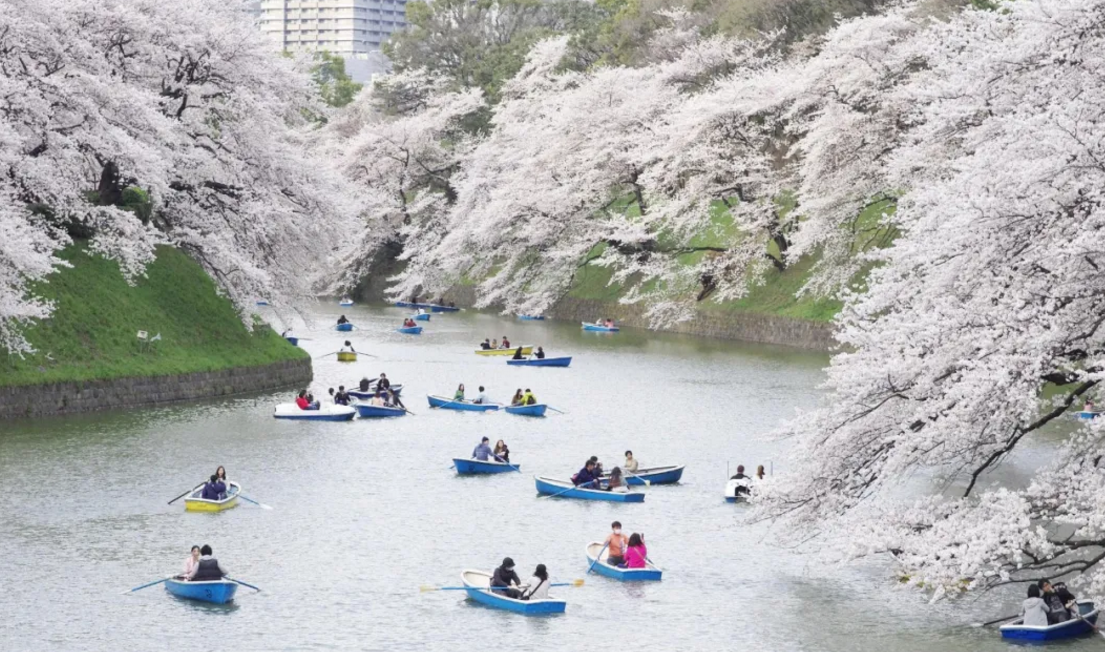 “赏花经济”激活春季旅游消费，如何脱颖而出？